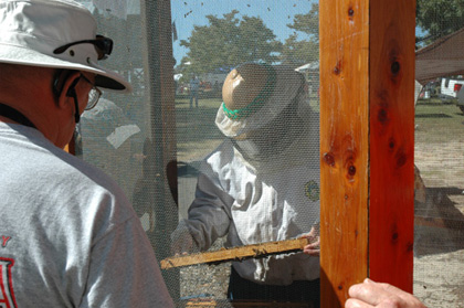 Bee Presentation